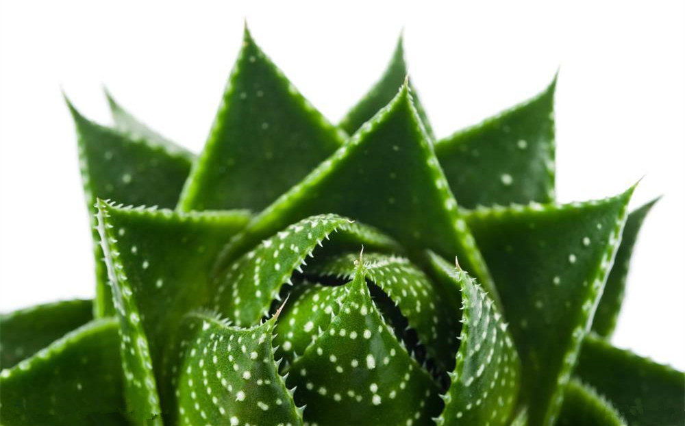 記住這四條規(guī)則，巧用植物甲醛治理！