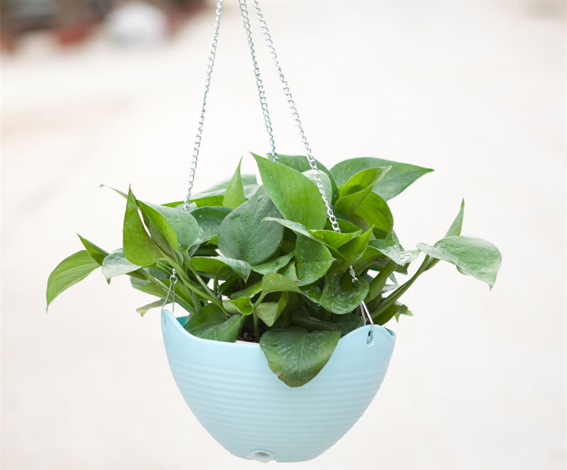 記住這四條規(guī)則，巧用植物甲醛治理！