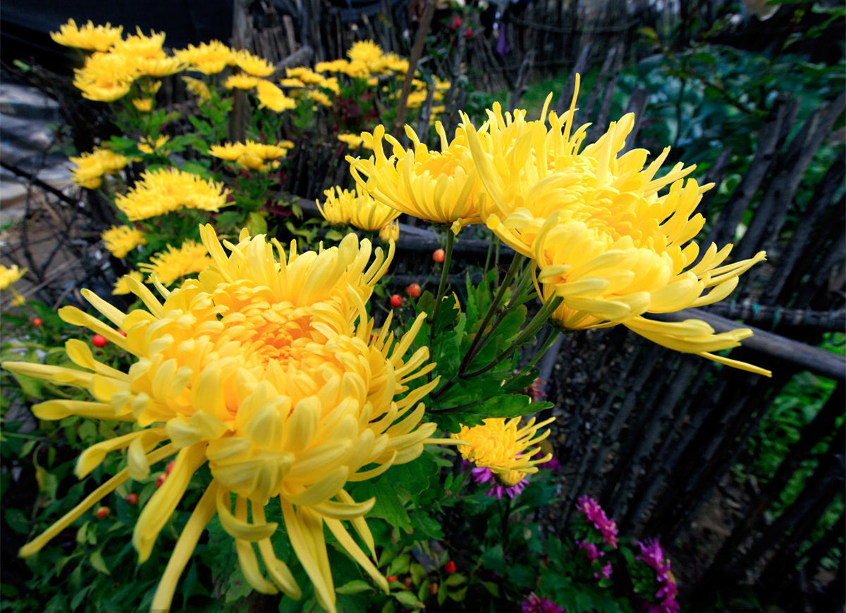 記住這四條規(guī)則，巧用植物甲醛治理！