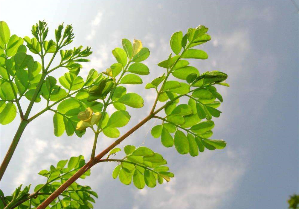 除甲醛的植物有哪些？為了家人趕緊來看看（值得收藏）！