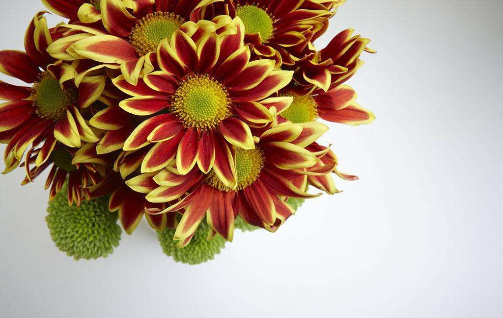 植物可以去甲醛嗎？甲醛治理原理是什么