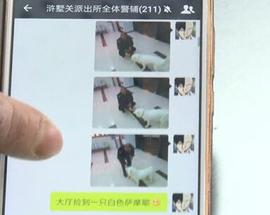 有問(wèn)題找警察，薩摩耶派出所報(bào)案，不注意這件事，對(duì)狗狗致命，警察蜀黍卻幫不上忙！