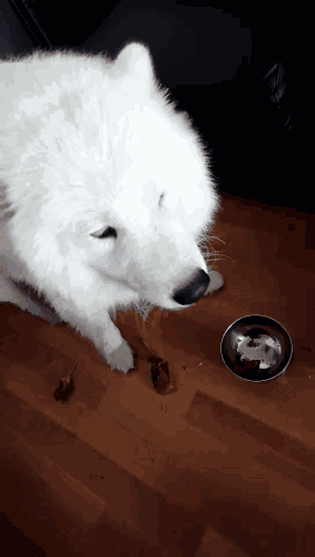 有問(wèn)題找警察，薩摩耶派出所報(bào)案，不注意這件事，對(duì)狗狗致命，警察蜀黍卻幫不上忙！