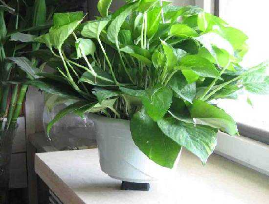 去除甲醛的***方法到底是什么？