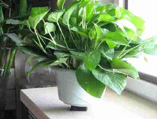 家里除甲醛一定要避免這些誤區(qū) 家里除甲醛一定要避免這些誤區(qū)