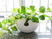 除甲醛，刻不容緩，專家教你如何除甲醛最有效