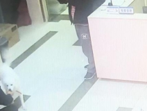 有問題找警察，薩摩耶派出所報(bào)案，不注意這件事，對(duì)狗狗致命，警察蜀黍卻幫不上忙！