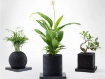 怎么除甲醛靠得牢？竹炭、植物成最大“騙局”