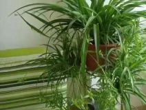 除甲醛，竹炭綠植不給力