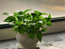 新房除甲醛方法，幾天搬進新家不是夢