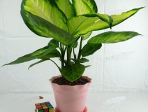 哪些植物可以除甲醛，本事最大呢？