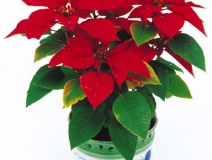 甲醛治理是找除甲醛公司還是自己做好？