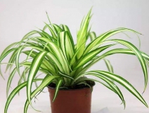 去除甲醛的綠植有哪些?你家里有嗎？