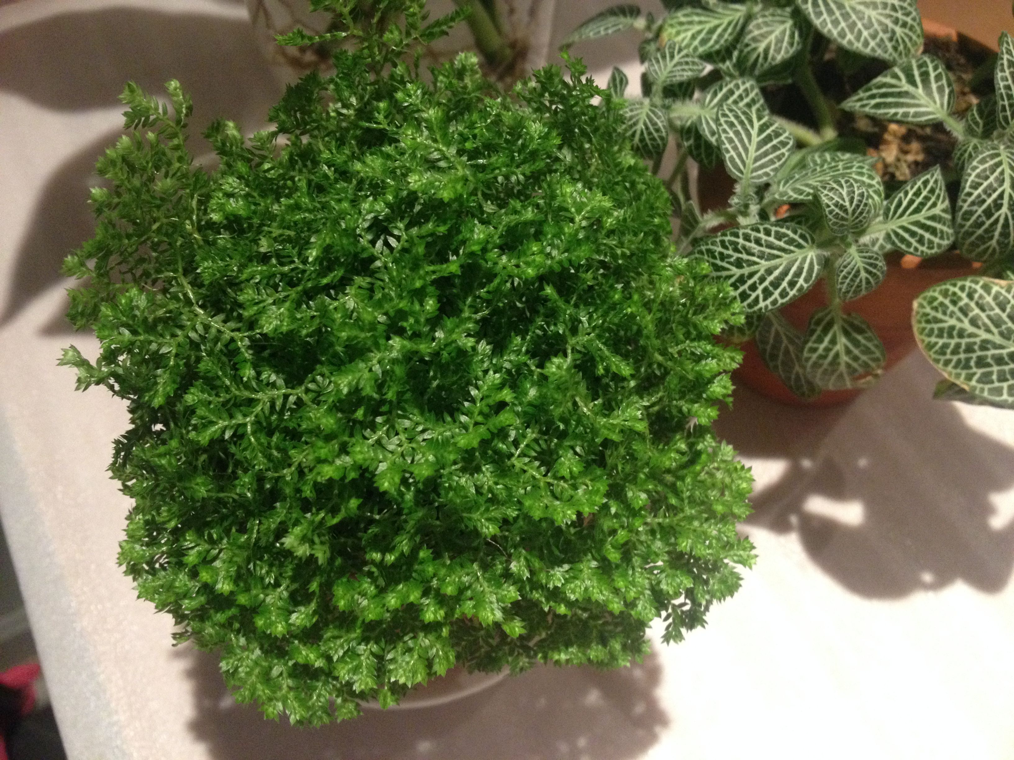 喜遷新居，母子卻因此雙雙“中招”，裝修后除甲醛這件事，想必您也會(huì)中招！